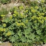Alchemilla cinerea عادت داشتن