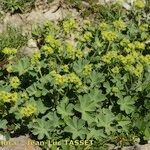 Alchemilla cinerea Habit