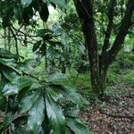 Chrysophyllum venezuelanense Hoja