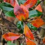 Berberis verruculosa Leaf