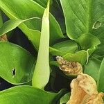Zantedeschia aethiopica Blüte