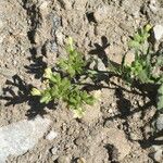 Anchusa ochroleuca Habit