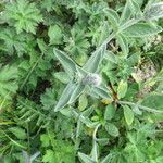 Stachys alpina Кветка