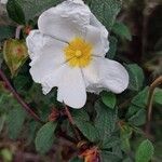 Cistus salviifolius Flors