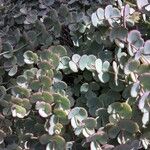 Sedum sieboldii Hoja