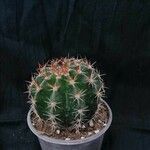Melocactus intortus Leaf