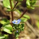 Veronica acinifolia Kwiat