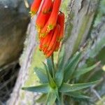 Aloe ciliaris Květ