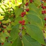 Lonicera maackii Fruit