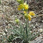 Phlomis lychnitis পাতা