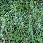 Eragrostis tenuifolia Habit