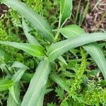 Commelina imberbis Leaf