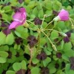 Oxalis tetraphylla Хабит