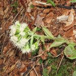 Petasites albus Flower