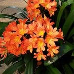 Clivia × cyrtanthiflora Flor