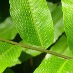 Thelypteris reticulata Лист
