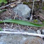 Scilla haemorrhoidalis Other