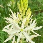 Camassia leichtlinii Flor