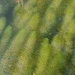 Myriophyllum spicatum Fuelha