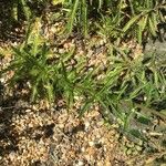 Achillea alpina 葉