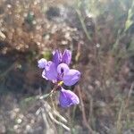 Polygala microphylla Fiore