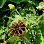 Abutilon indicum Fruit