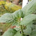 Solanum scabrum Folio