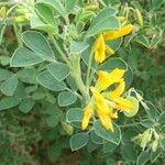 Medicago arborea Άλλα