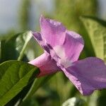 Bignonia magnifica Flower
