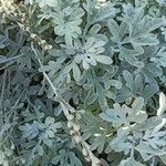 Artemisia stelleriana Leaf