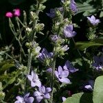 Campanula alata 花