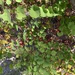 Cercis occidentalis Hostoa