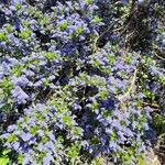 Ceanothus arboreus Blomst