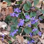 Viola odorata Flower