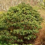 Rhododendron sikangense Hábito