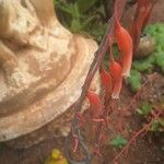 Gasteria disticha Flower