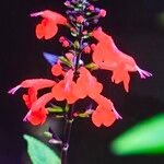 Salvia coccineaFleur