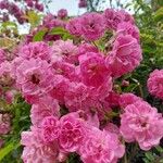 Rosa gallica Цветок