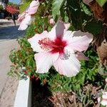 Hibiscus arnottianus花