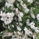 Spiraea × vanhouttei Õis