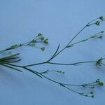 Bupleurum virgatum Libunga