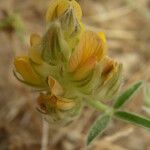 Crotalaria ebenoides Квітка