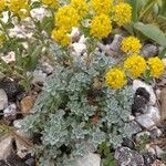 Alyssum serpyllifolium Yeri