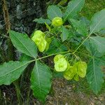 Ptelea trifoliata Lapas