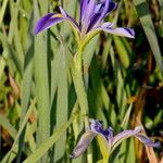 Iris hexagona Квітка