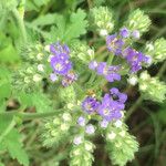 Phacelia congesta موطن