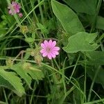 Geranium pusillumŽiedas