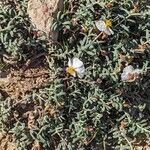 Helianthemum violaceum عادت داشتن