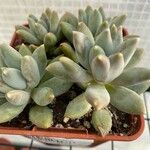 Pachyphytum compactum Folha