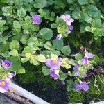 Sutera cordata Fula